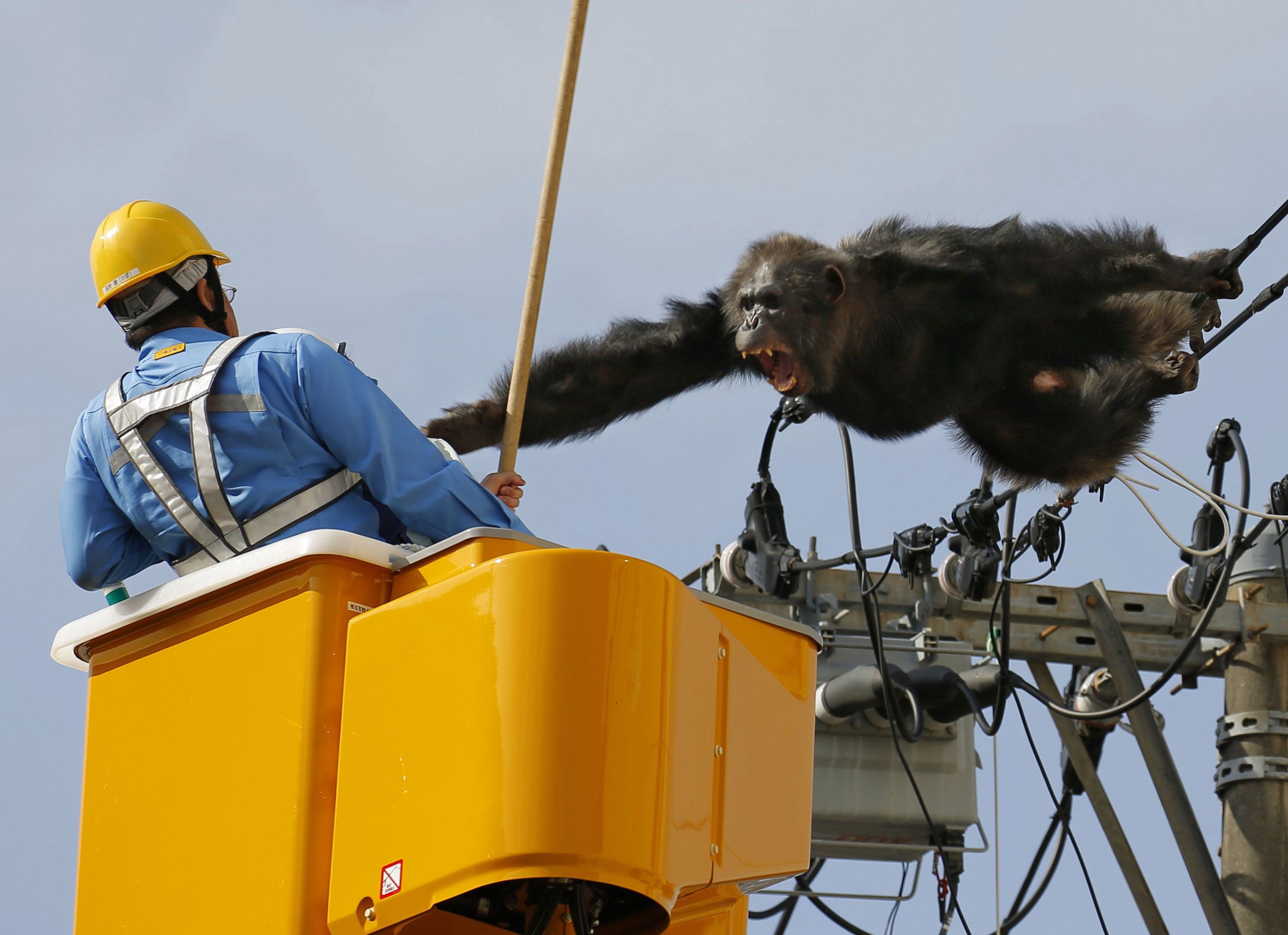 Chimp flees Japan zoo, caught after falling from power pole | The