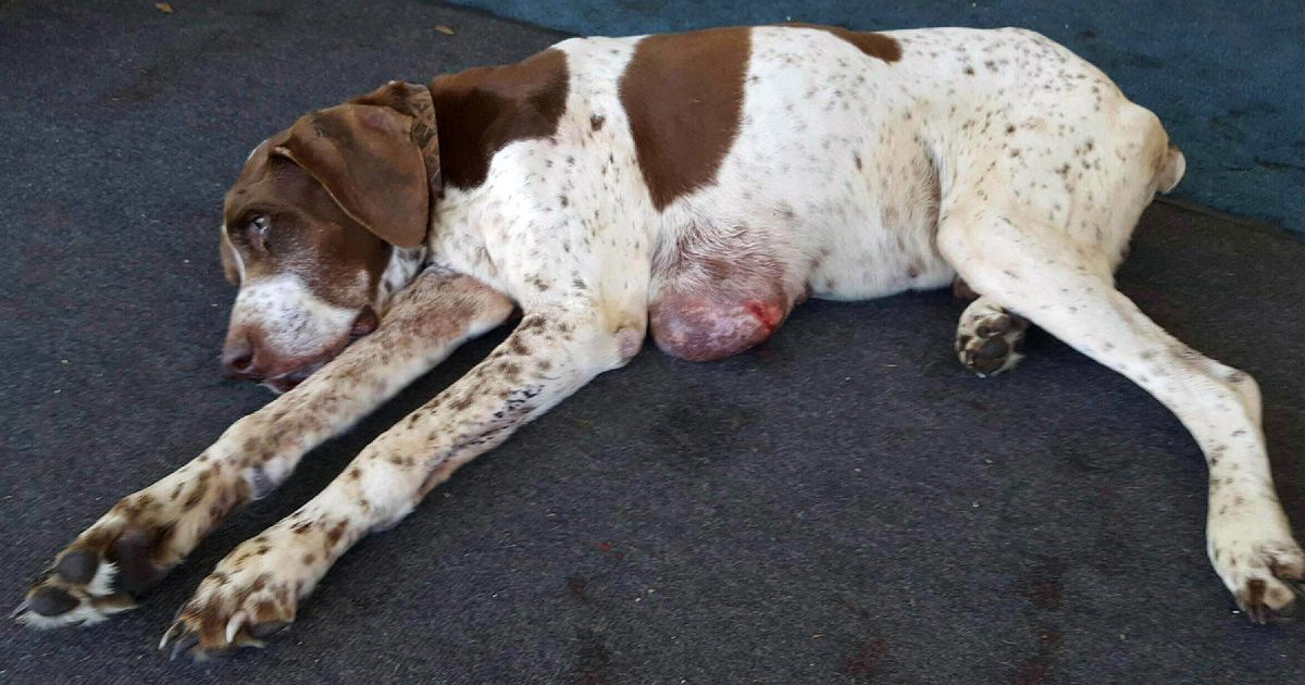 Dog missing 10 years found in Alabama, returning to owner The Seattle