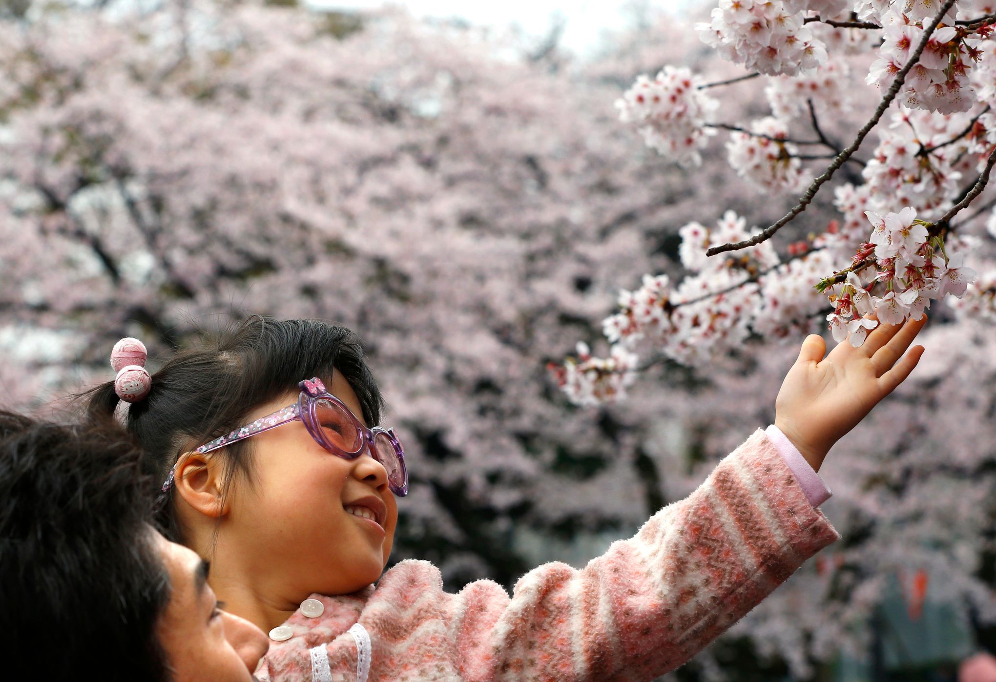 Sakura — The Ephemeral Beauty Of Japan's Cherry Blossoms