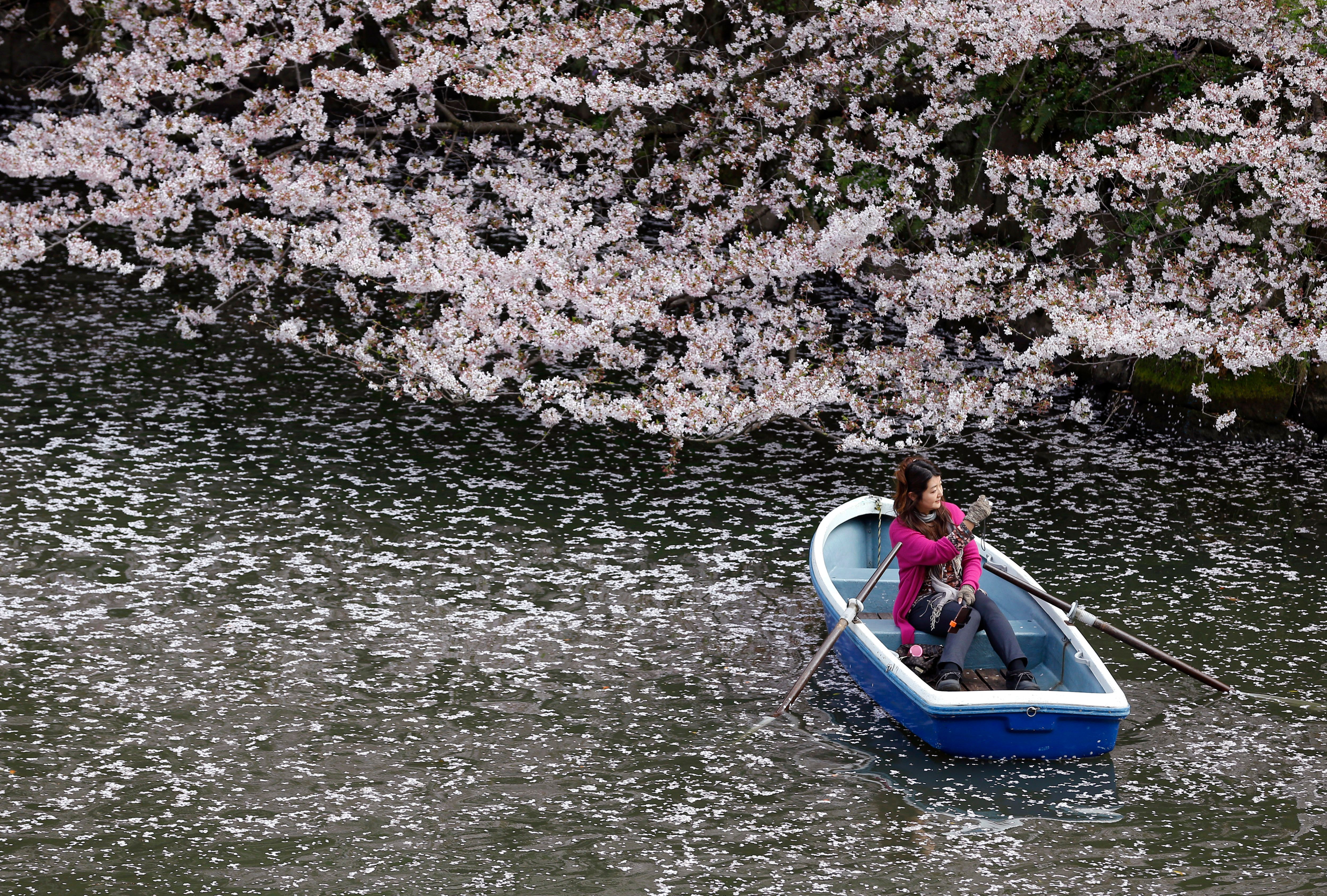 Image of Asia: Riding through a sea of cherry blossom petals | The