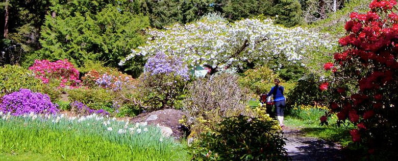 Tour Puget Sound rhododendron gardens as blooms peak | The Seattle Times