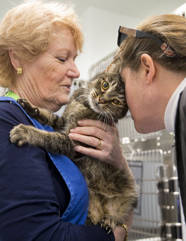 Volunteers at the Seattle Animal Shelter work at socializing cats, getting them ready for adoption. Snuggling with one they named Violet are volunteers Wendy Caldwell, left, and Allison Grover.  (Mike Siegel/The Seattle Times)