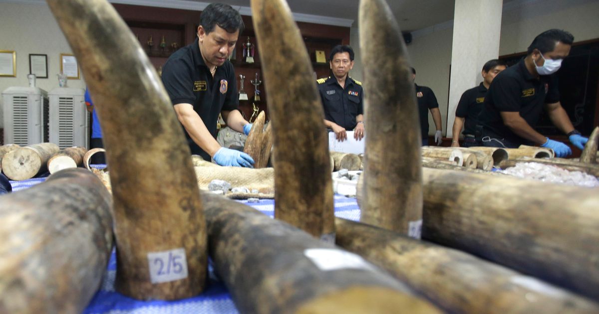 Thailand seizes 87 African ivory tusks worth 800,000 The Seattle Times