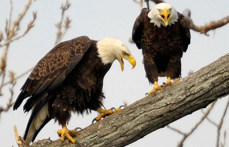 Nest Cam Livestreams Bald Eagle Parents Feeding A Cat To Their Eaglets 