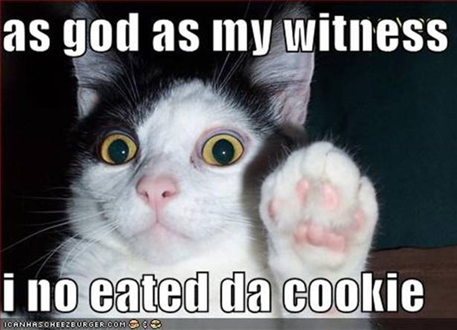 dear god  Funny cat faces, Cat memes, Funny cat memes