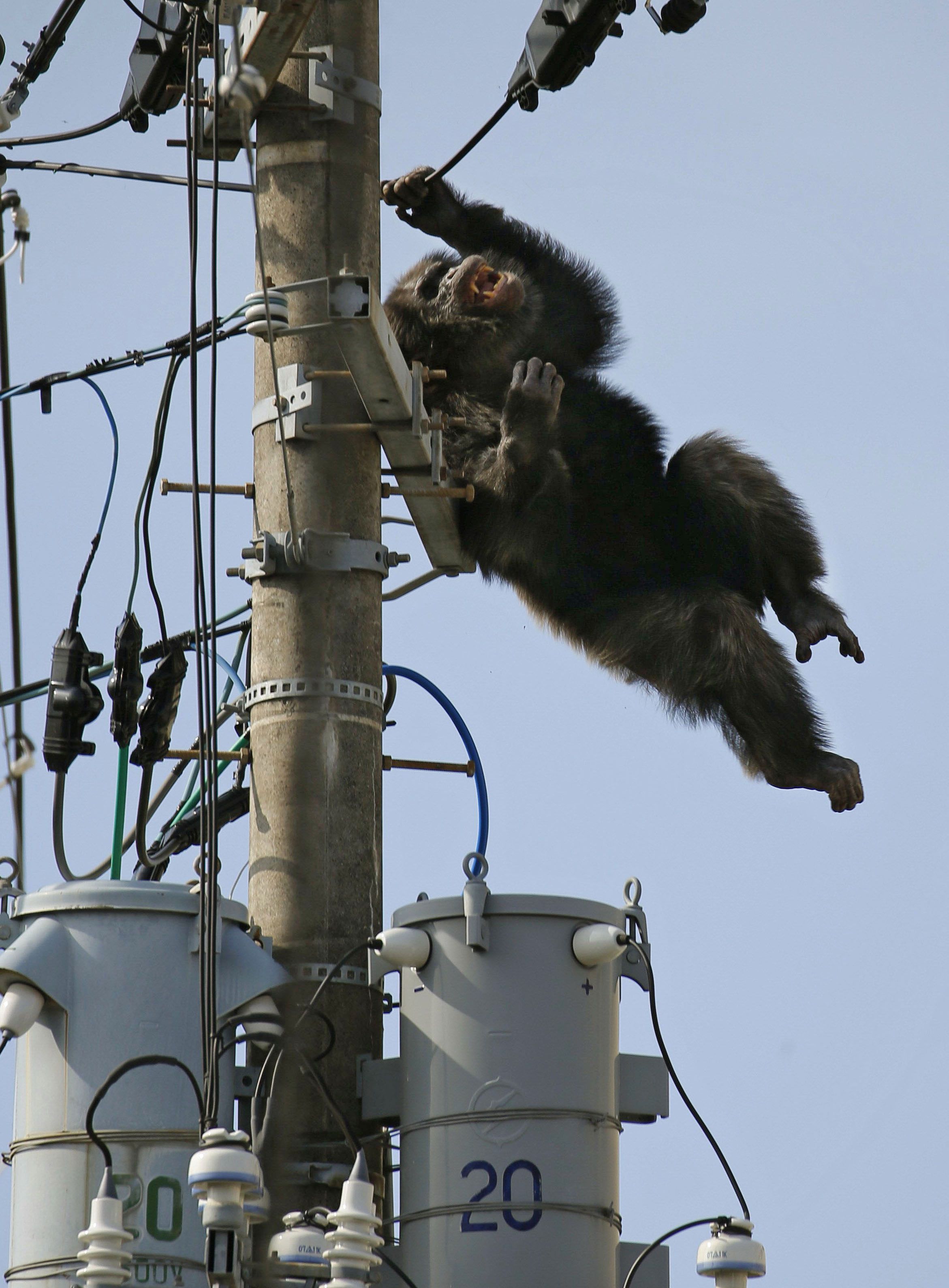 Chimp flees Japan zoo, caught after falling from power pole