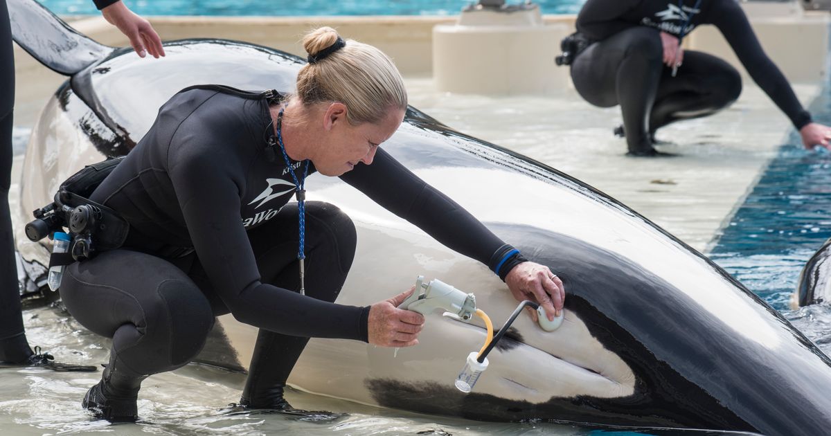 Scientists bemoan SeaWorld decision to stop breeding orcas The