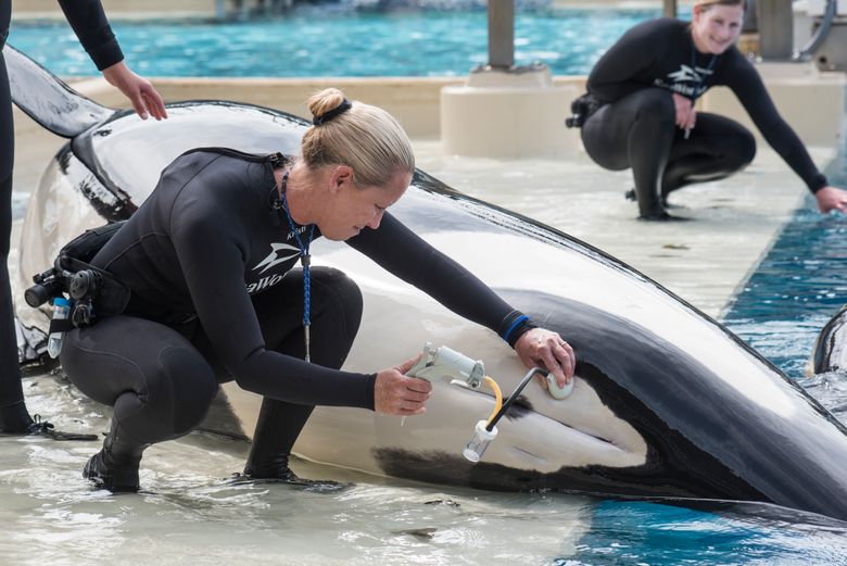 Scientists bemoan SeaWorld decision to stop breeding orcas | The Seattle Times