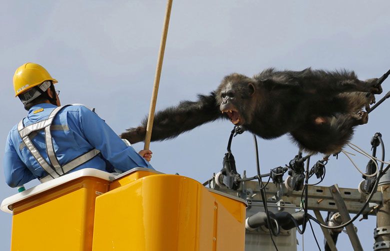 Chimp flees Japan zoo, caught after falling from power pole | The