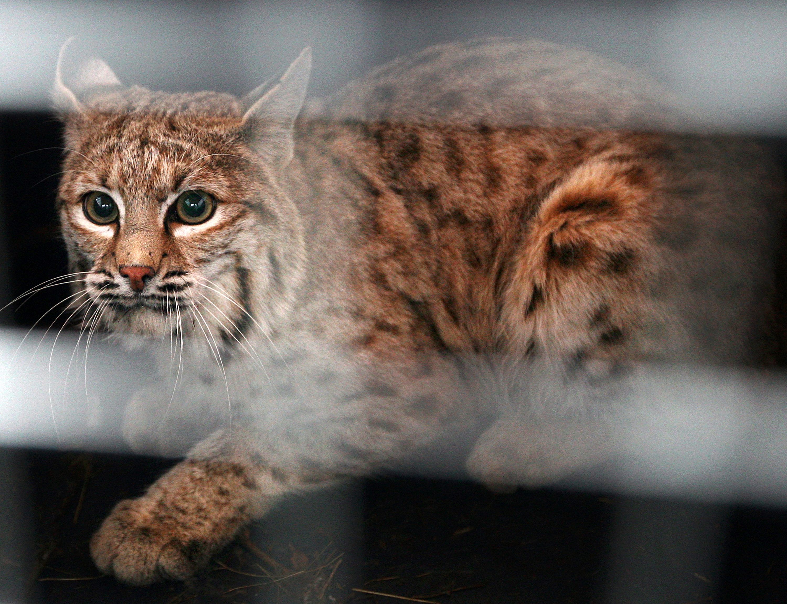 Group seeks to halt US exports of fur from bobcats, wolves | The