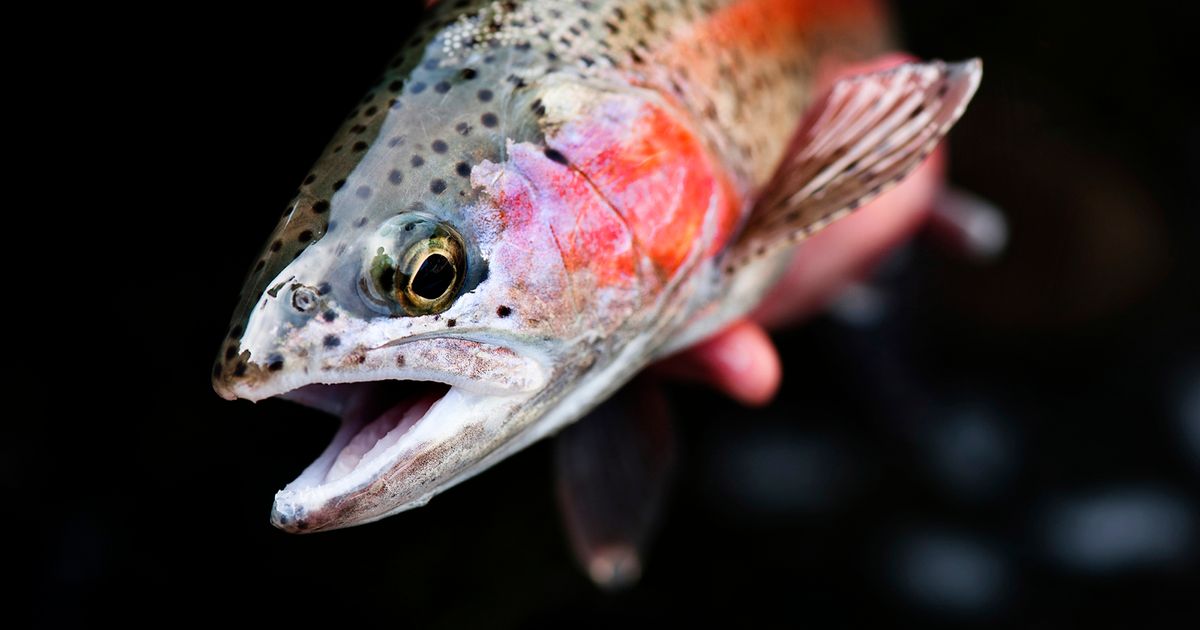 Trout Fishing, Basalt' Print