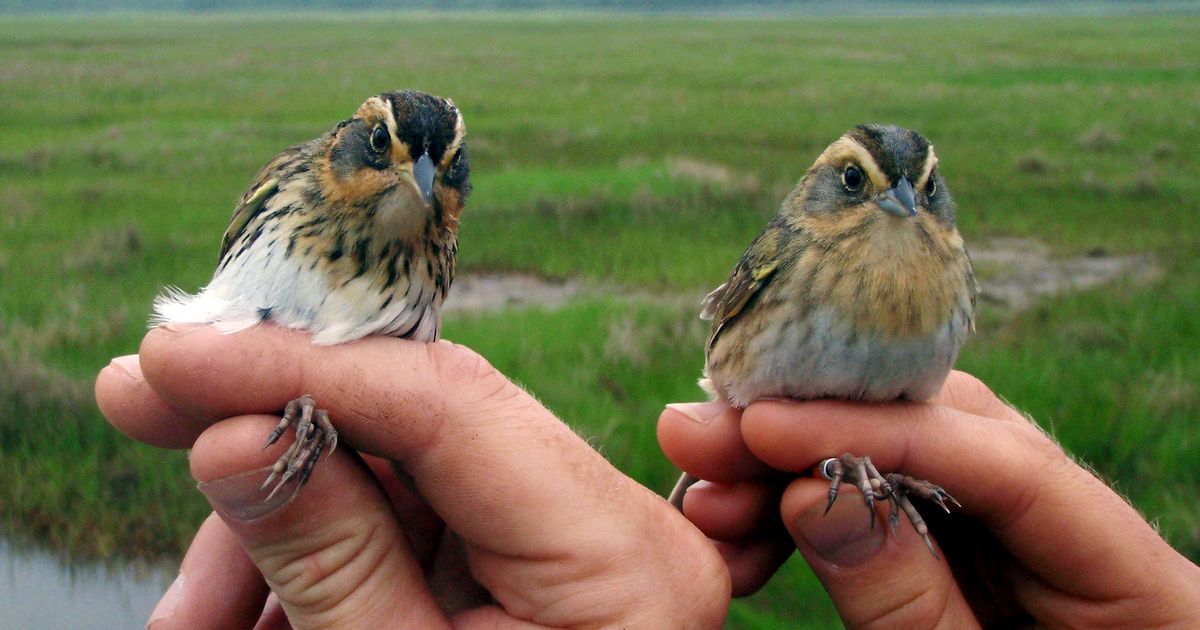 East Coast's saltmarsh sparrow disappearing, scientists say | The Seattle  Times