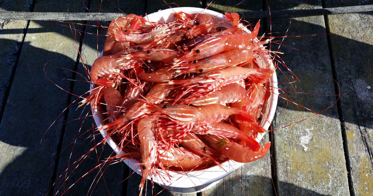 Spot shrimp fishery sees record catches in some parts of Puget Sound