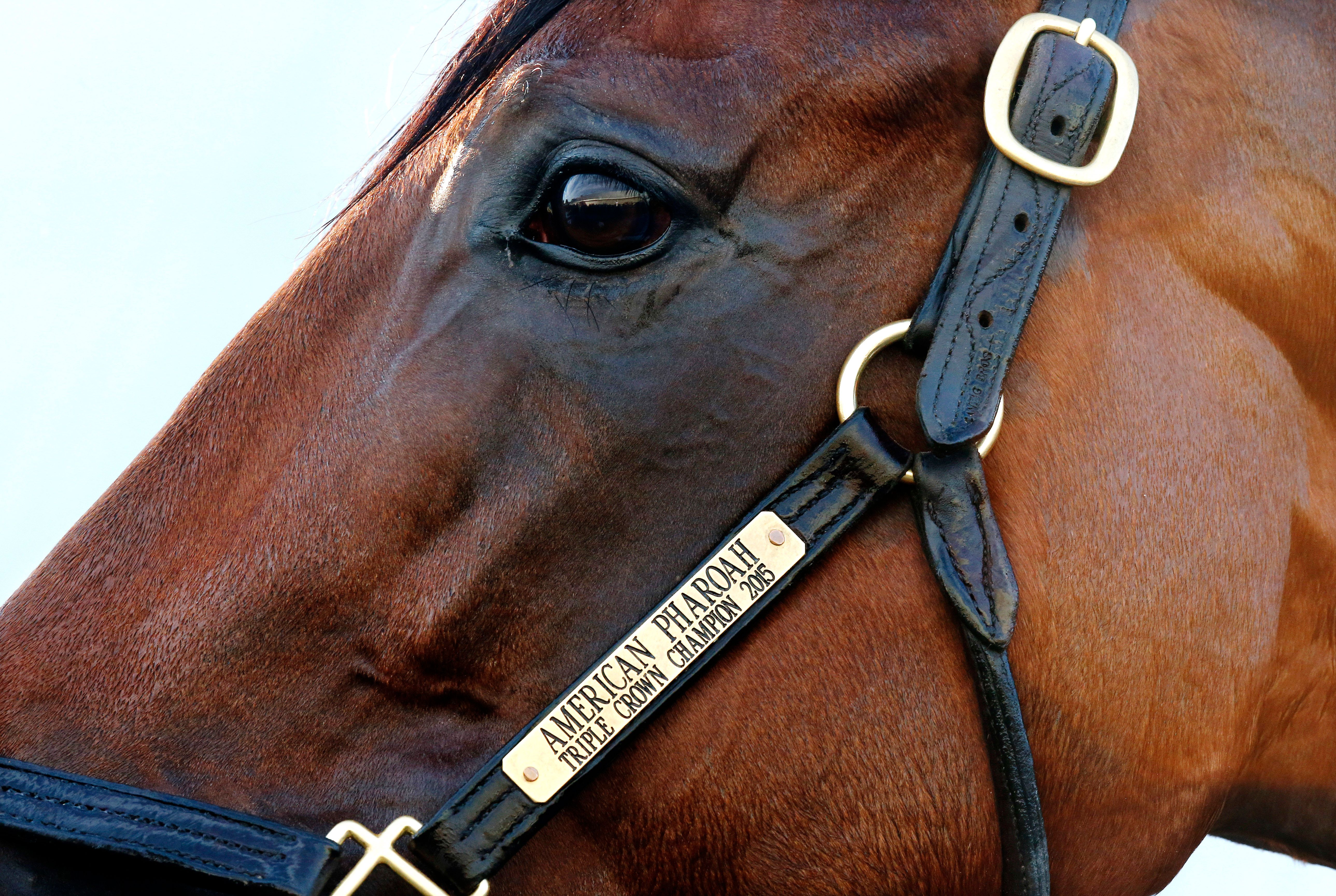 Triple Crown winner thriving in new home at Ashford Stud | The