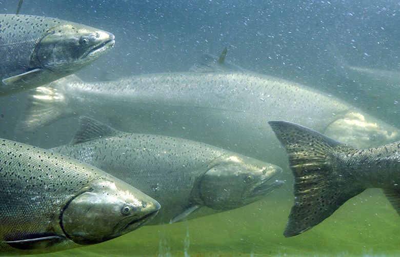 Anglers, get ready: State and tribal officials agree to salmon plan ...