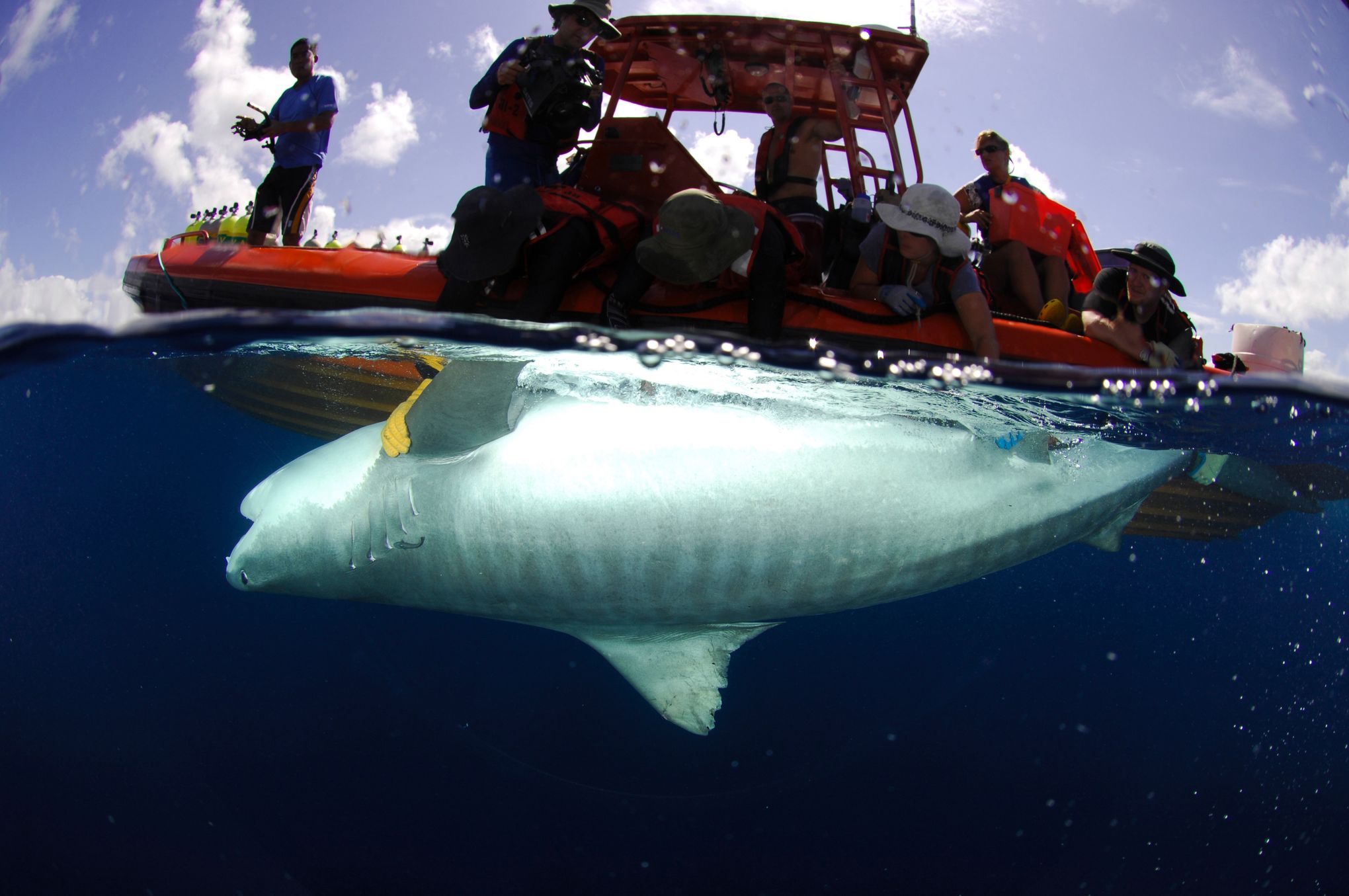 Local Shark Scientists Explain Why There Are So Many Shark Attacks in  Hawai'i