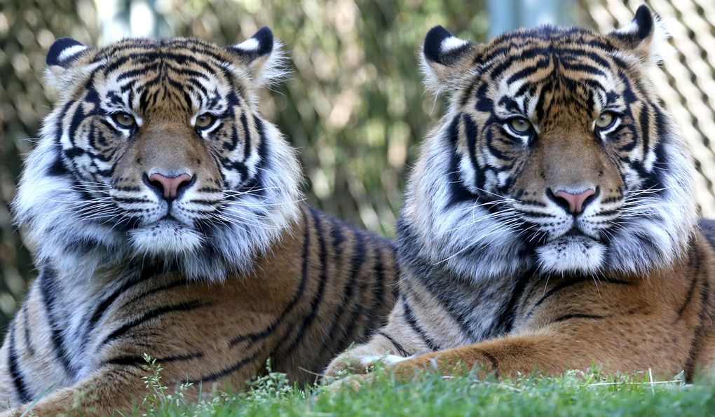 Point Defiance Zoo & Aquarium offers close-up views of Sumatran tigers Indah, left, and Kirana. Dari, not pictured, completes this sister act. The triplets were born in late 2014. (Ken Lambert/The Seattle Times)