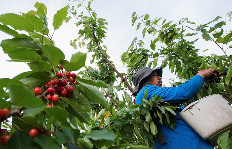 Washington’s cherry crop could set record The Seattle Times