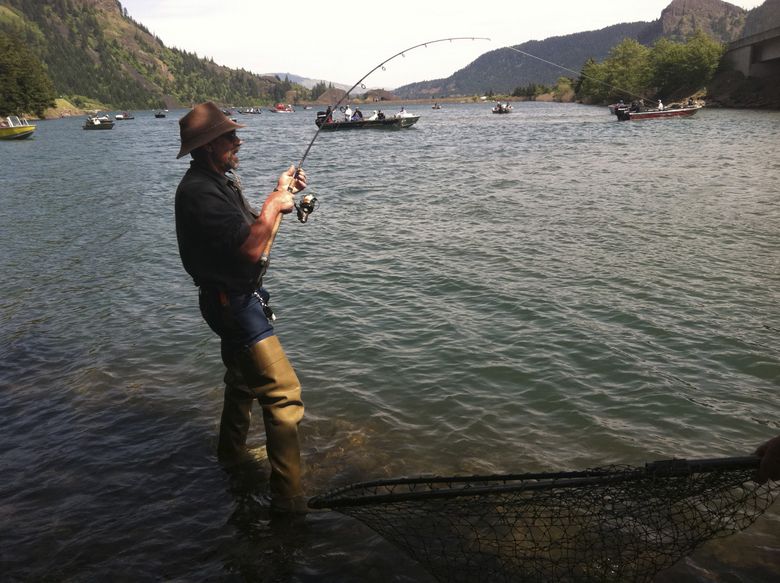 Columbia River regional fishing report shows spring chinook action slowed  in Wind and Drano Lake, but still decent in Cowlitz