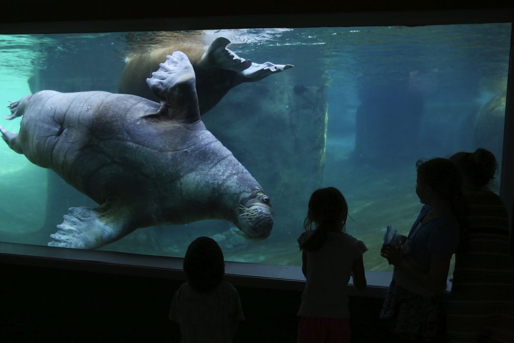 Point Defiance Zoo & Aquarium offers close-up underwater views of Pacific walruses. (Ken Lambert/The Seattle Times)