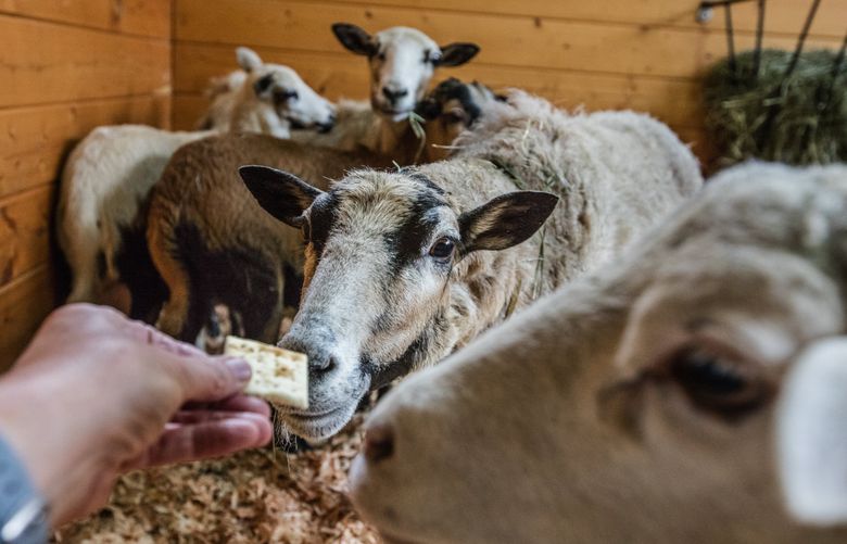 Tuesday, May 24, 2016.  Feeding Luna and Benson (names given to them by the staff of Pasadoâ€™s Safe Haven) some crackers that their owner Monique Patenaude used to give them. Eight sheep that belonged to the Arlington couple presumed killed are now living at Pasadoâ€™s Safe Haven where they are getting ready for adoption.
