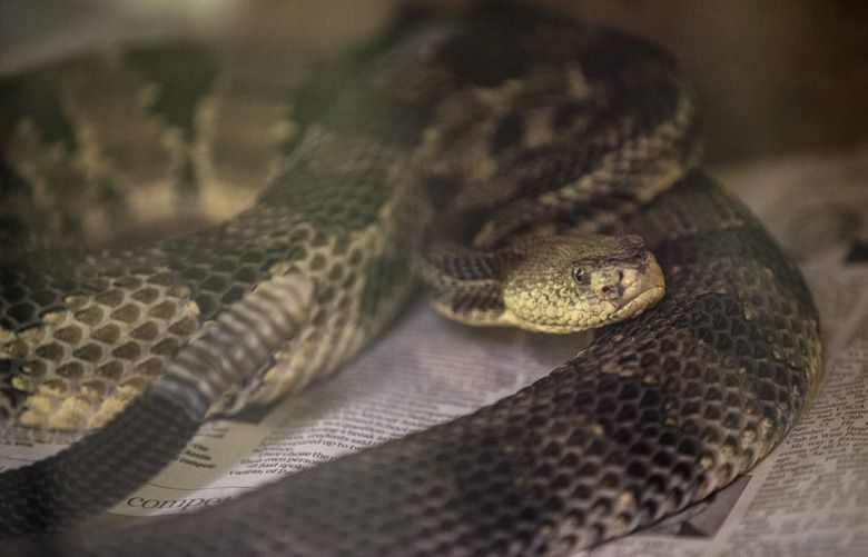 An endangered timber rattlesnake on exhibit at Roger Williams Park Zoo in Providence, R.I., May 5, 2016. The conservation program at the zoo joined an effort to create a colony of the snakes in central Massachusetts, a plan that set off an outcry about protecting humans from snakes. (Shiho Fukada/The New York Times)