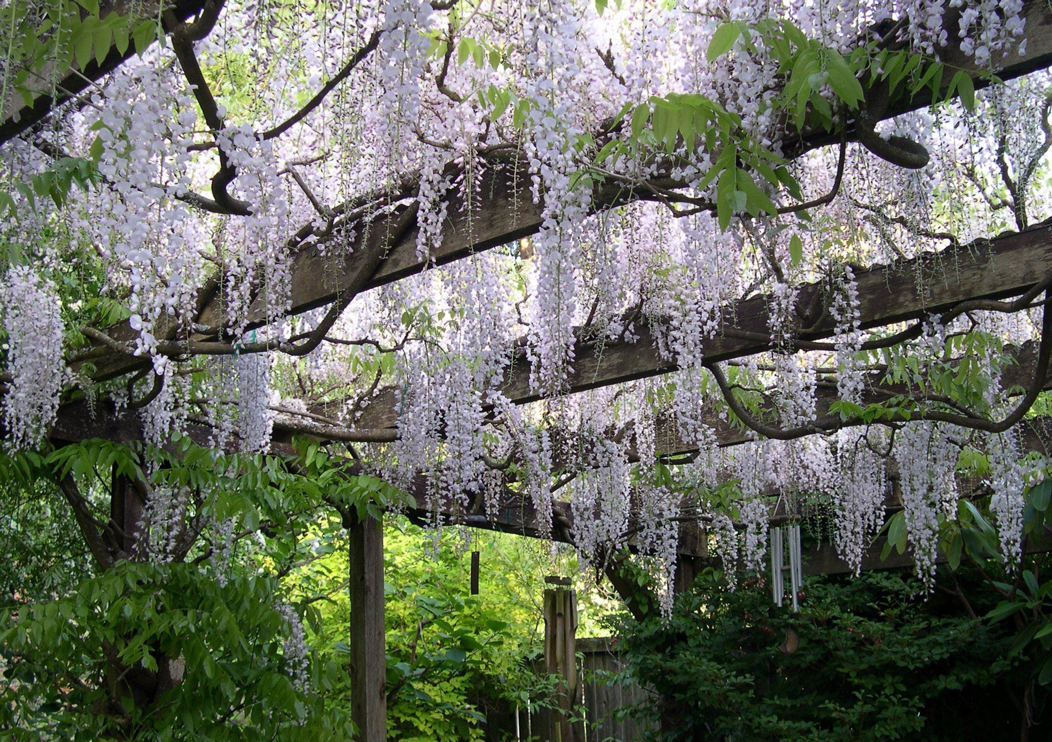 Wisteria vine deals