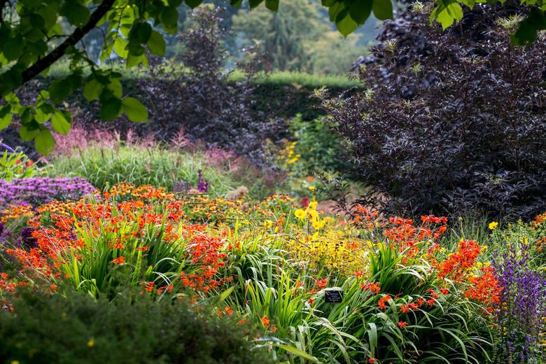 Plants That Peak in August