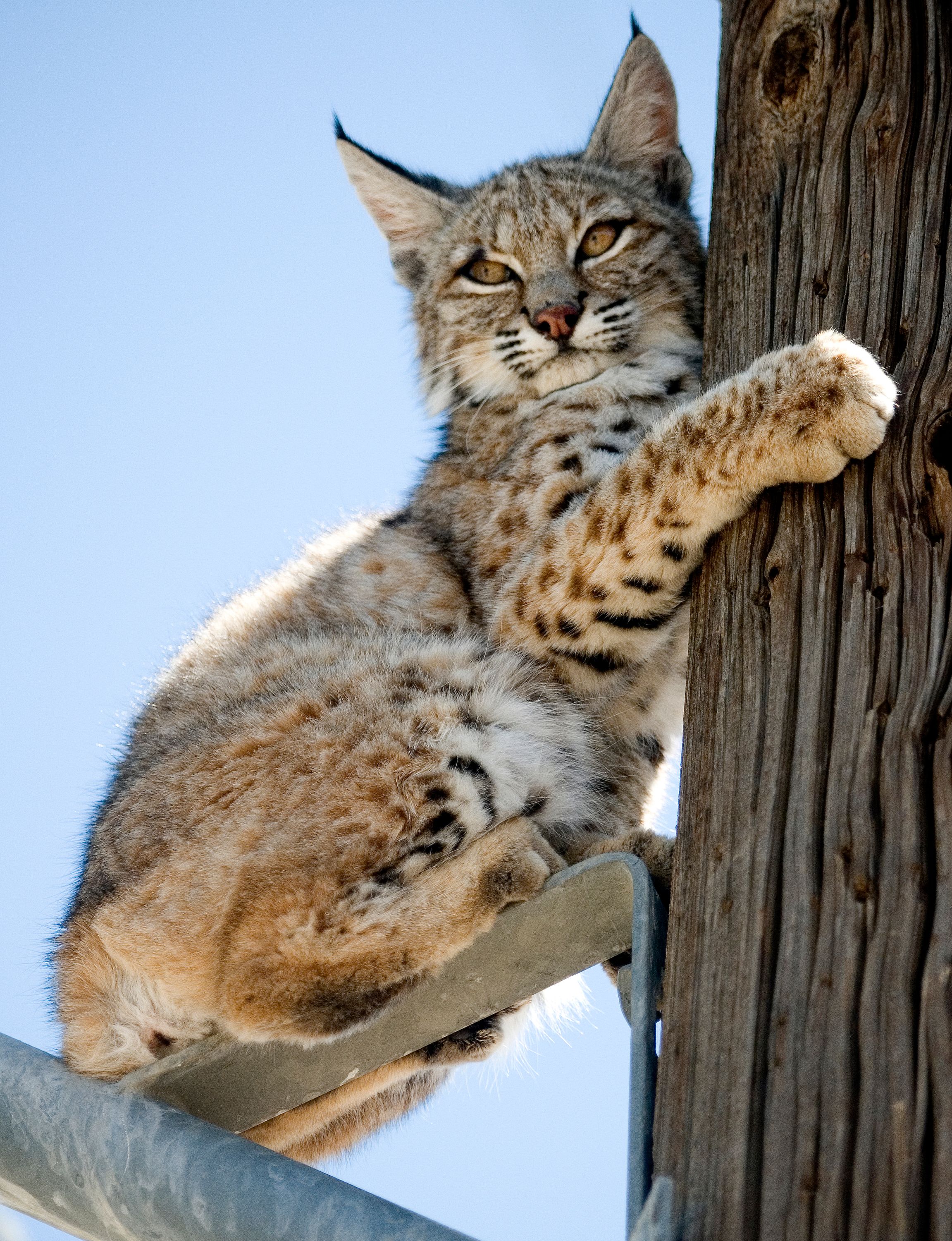 Group seeks to halt US exports of fur from bobcats, wolves | The
