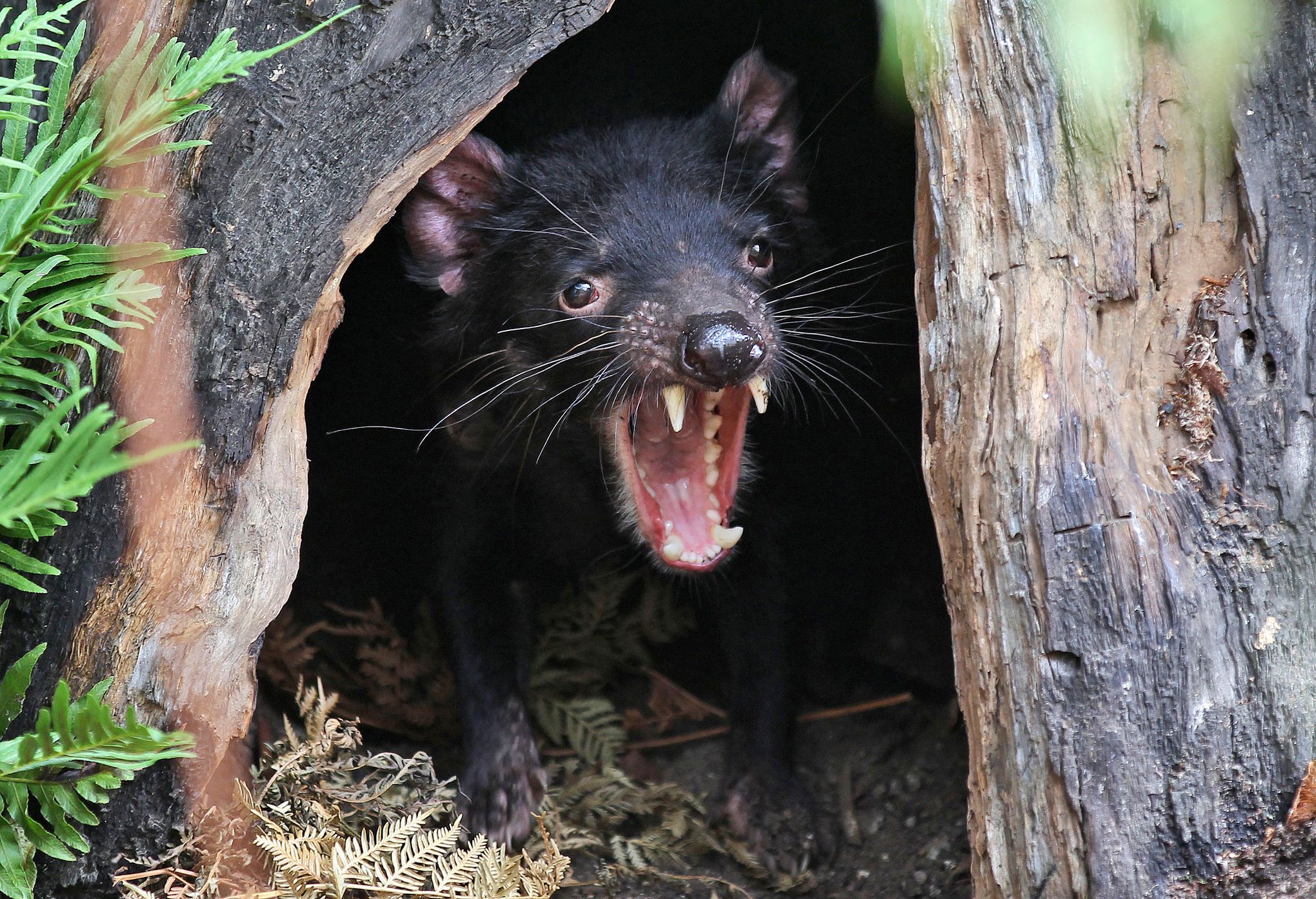 Tasmanian devils are passing on 'contagious' CANCER when they bite