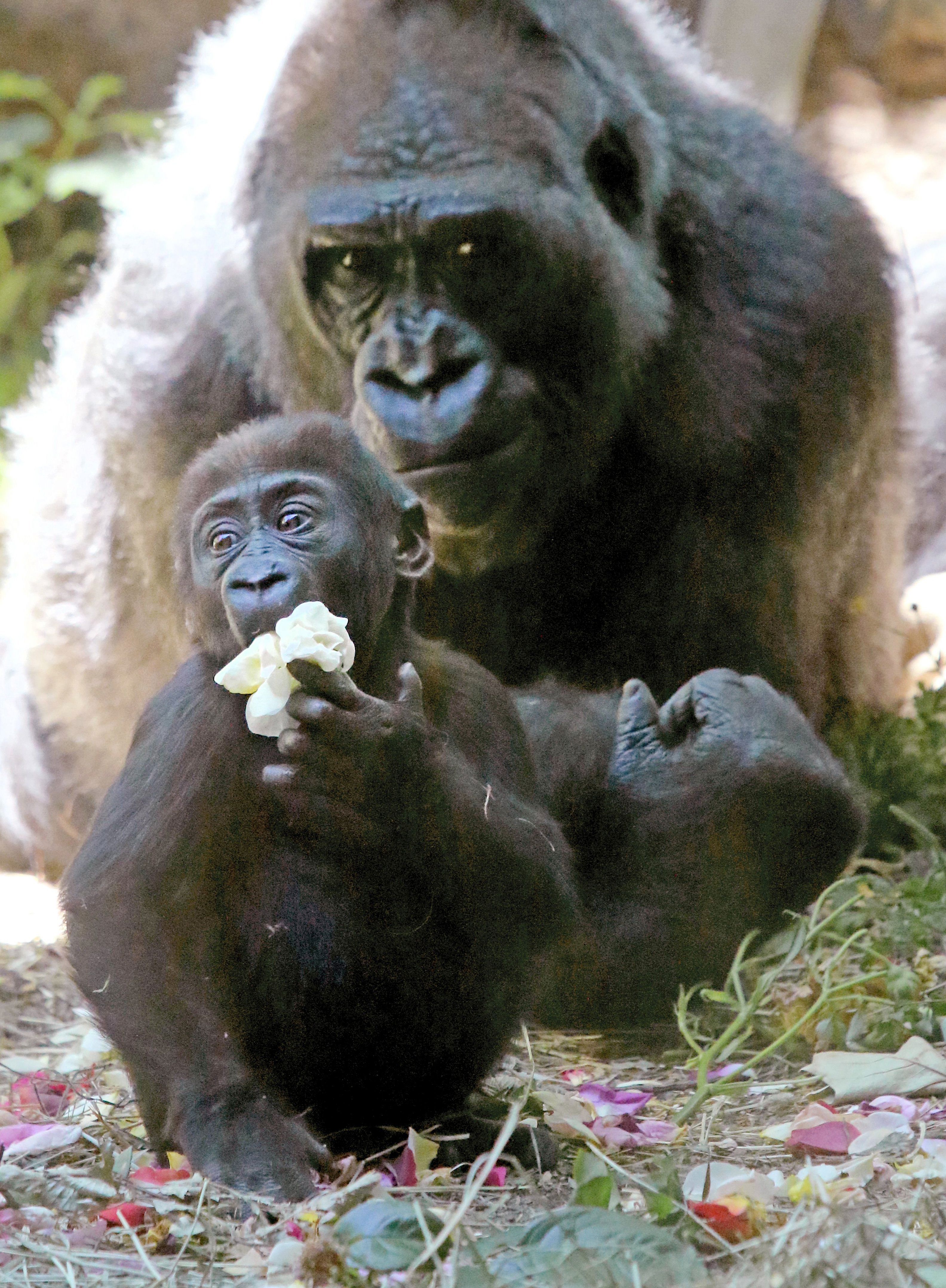 Baby gorilla at Woodland Park Zoo to make public debut | The