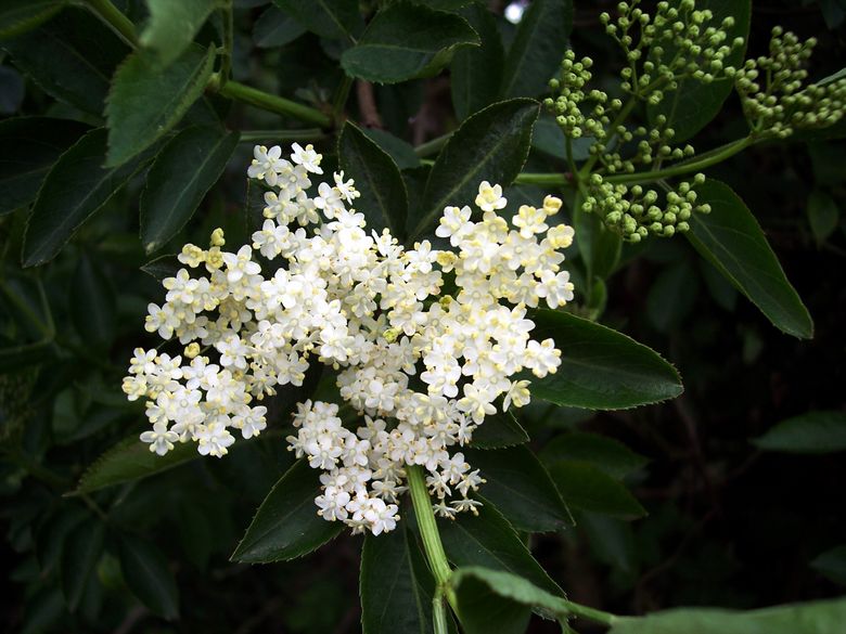 Elder Flowers Elder Flowers