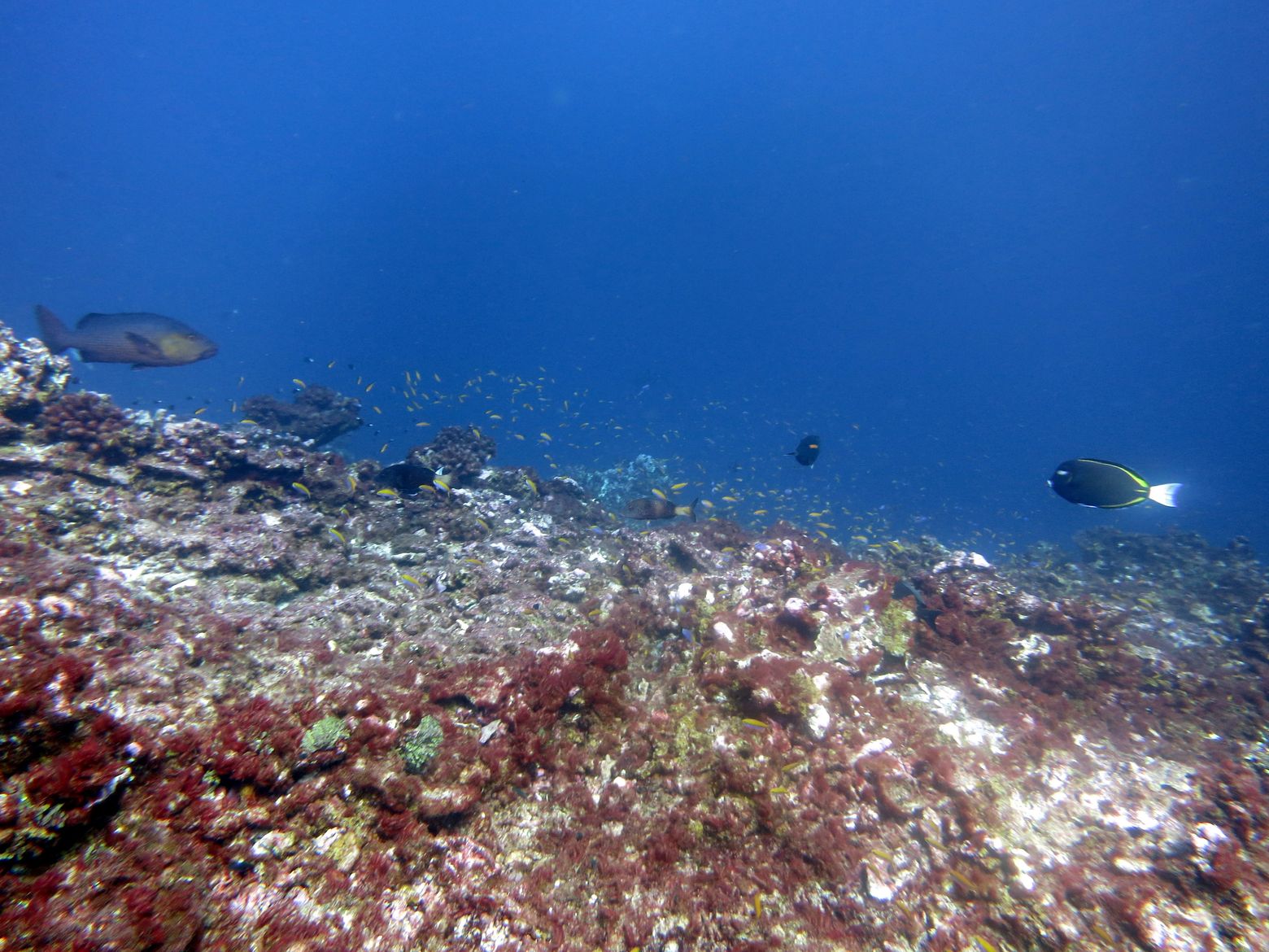 Warmer ocean. Залив Джервис рыбы. Коралловое убежище. Coral Sanctuary. Jarvis Island.