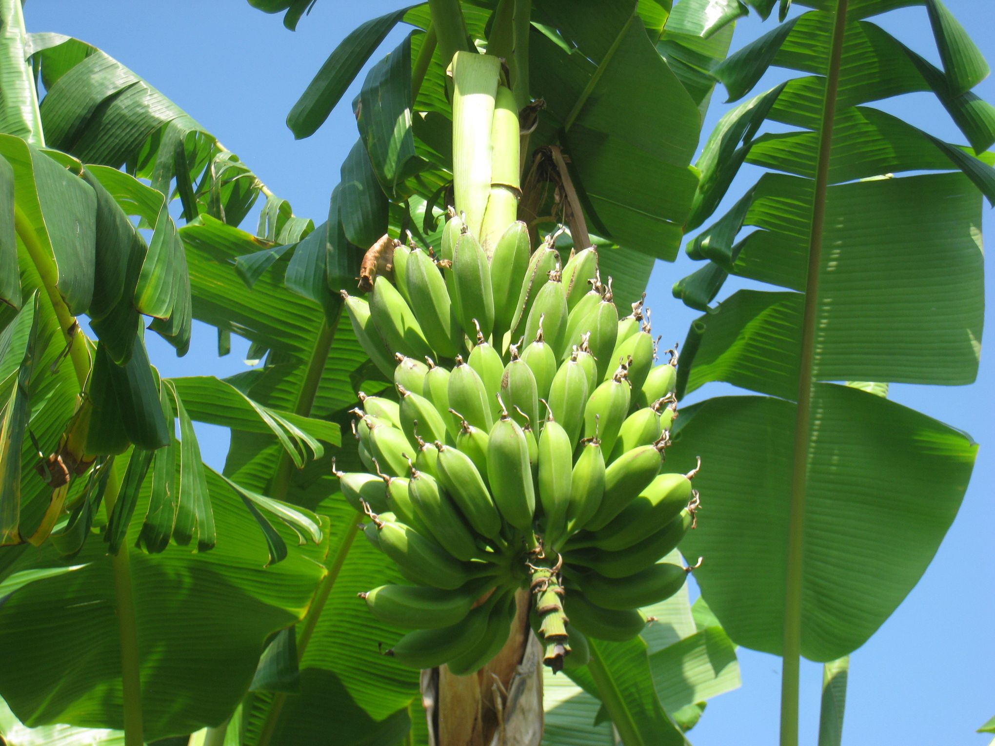 Green banana. Bunch of fresh green bananas on banana farm tree