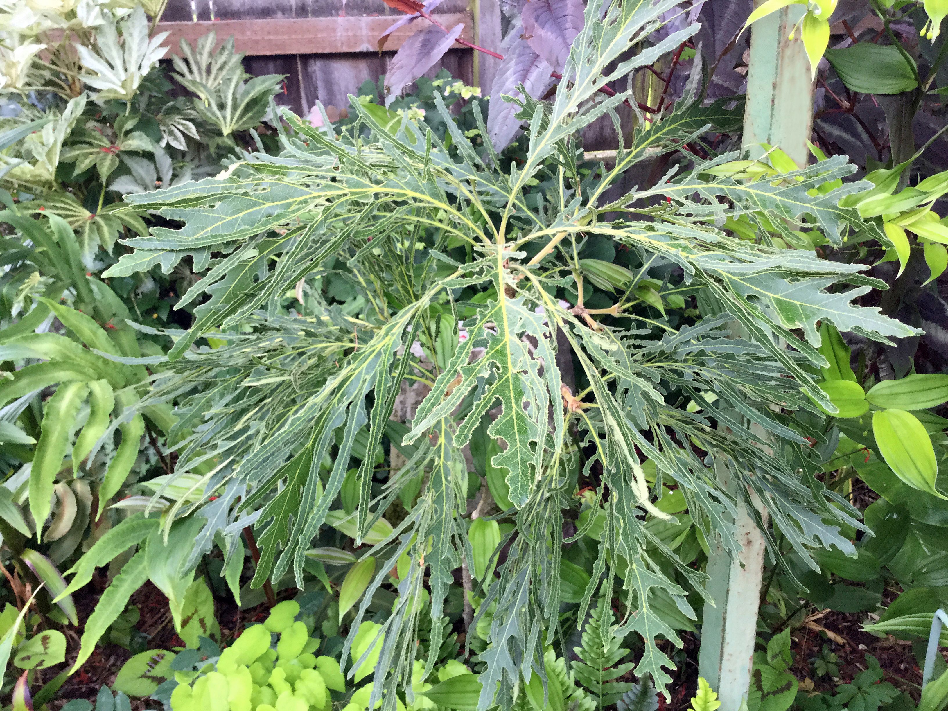 Japanese Emperor oaks look more like exotic, tropical houseplants