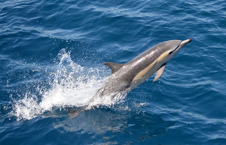 Apparent short-beaked dolphins sighted near Port Angeles | The Seattle ...