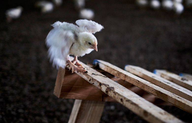 A Cornish hen chick balances on a wooden ramp at the Ash-O-Ley Acres farm, a Perdue chicken producer, in Seaford, Del., June 24, 2016. Perdue Foods plans an ambitious overhaul of its animal welfare practices, which will hold the company to standards similar to those in Europe.  (T.J. Kirkpatrick/The New York Times)