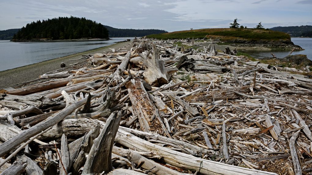 Driftwood is strewn across beaches leading to Flagstaff Island on the Kukutali Preserve. At left is Skagit Island. (Ken Lambert/The Seattle Times)