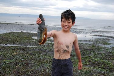 Taylan Yuasa hoists up a geoduck from a northern Puget Sound beach. Photo by Mark Yuasa.