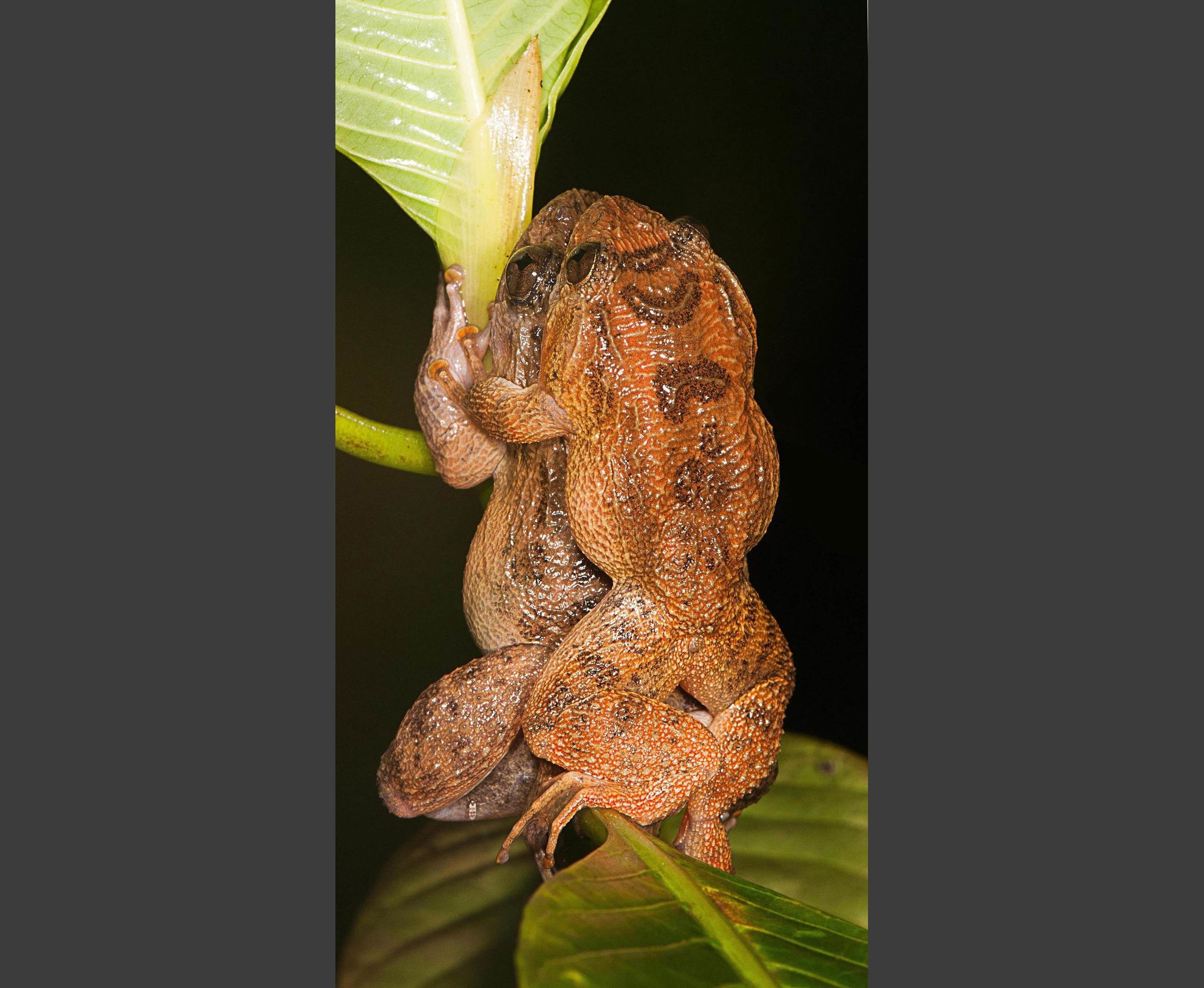 For the Kermit Sutra? New mating position reported for frogs | The Seattle  Times