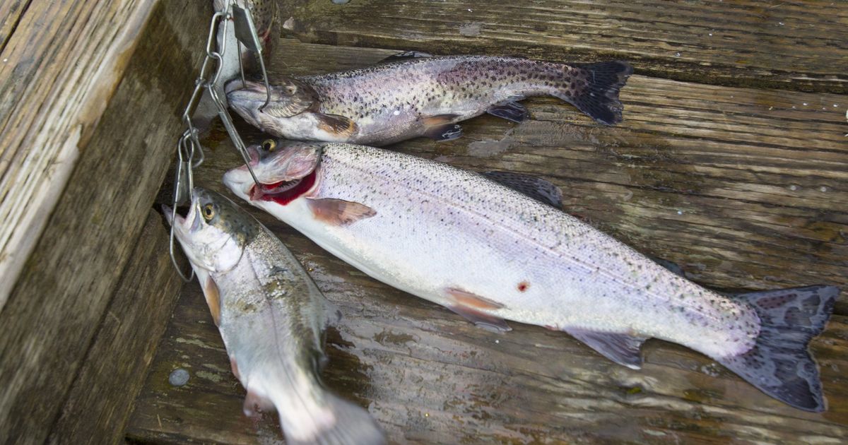 It's Free Fishing Weekend: Here's where to go for trout and more
