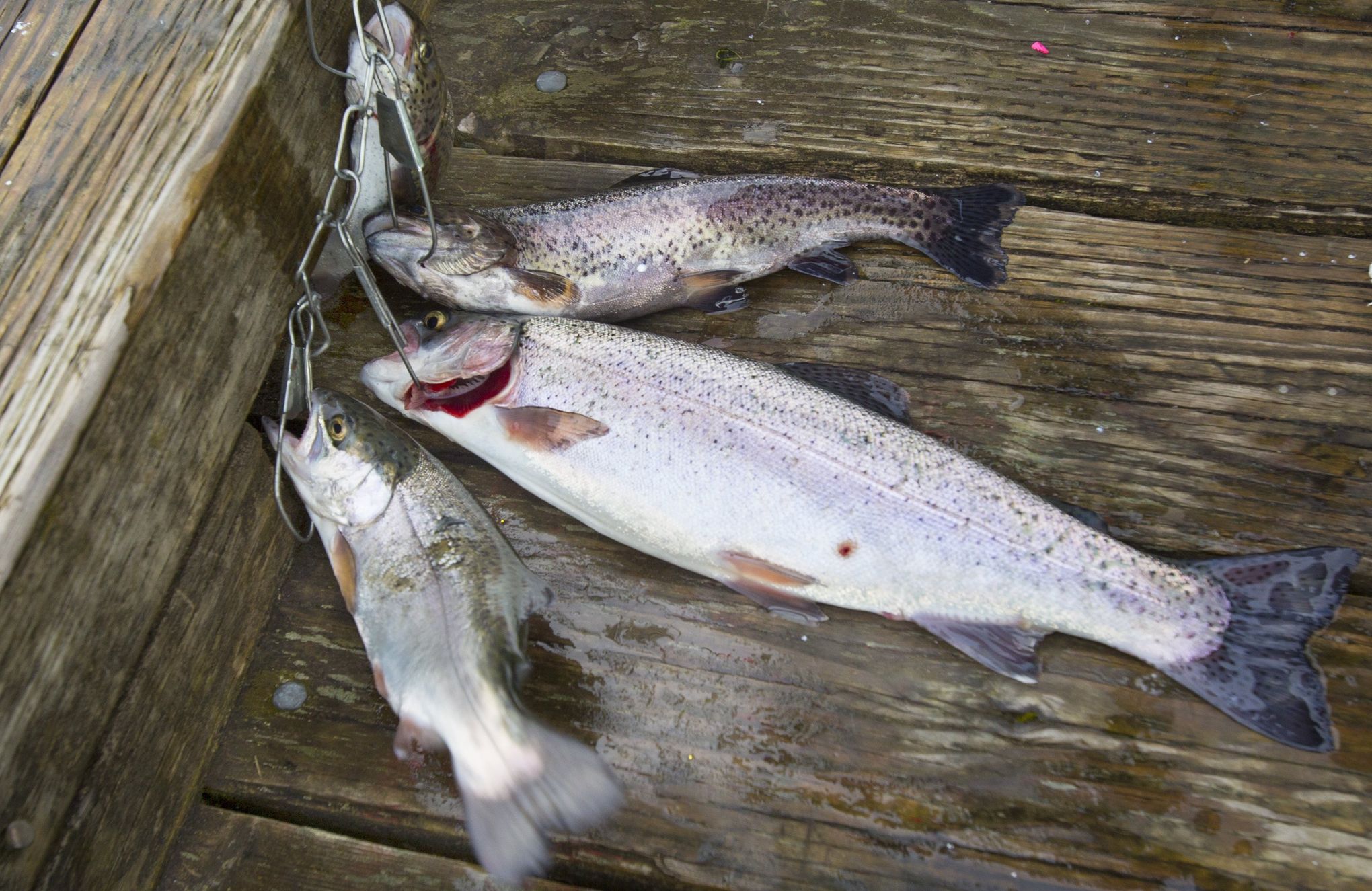 More lakes planted with trout to boost early spring fishing