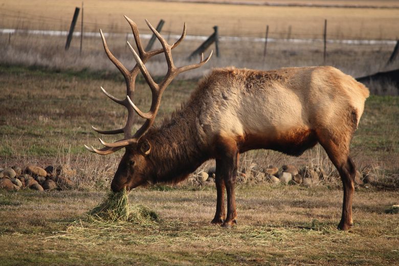 Celebrity elk Bullwinkle is seen in February 2015. He was shot by a hunter Dec. 1 in Ellensburg.  (Courtesy of Leon Mankowski)