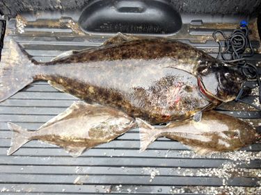 Pacific Halibut Quota Nearly Met, Fishing the North Coast