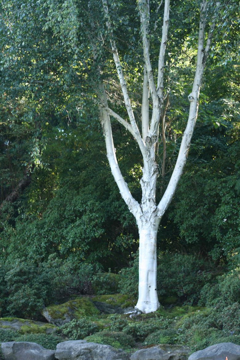 Береза Жакмона (Betula jacquemontii)