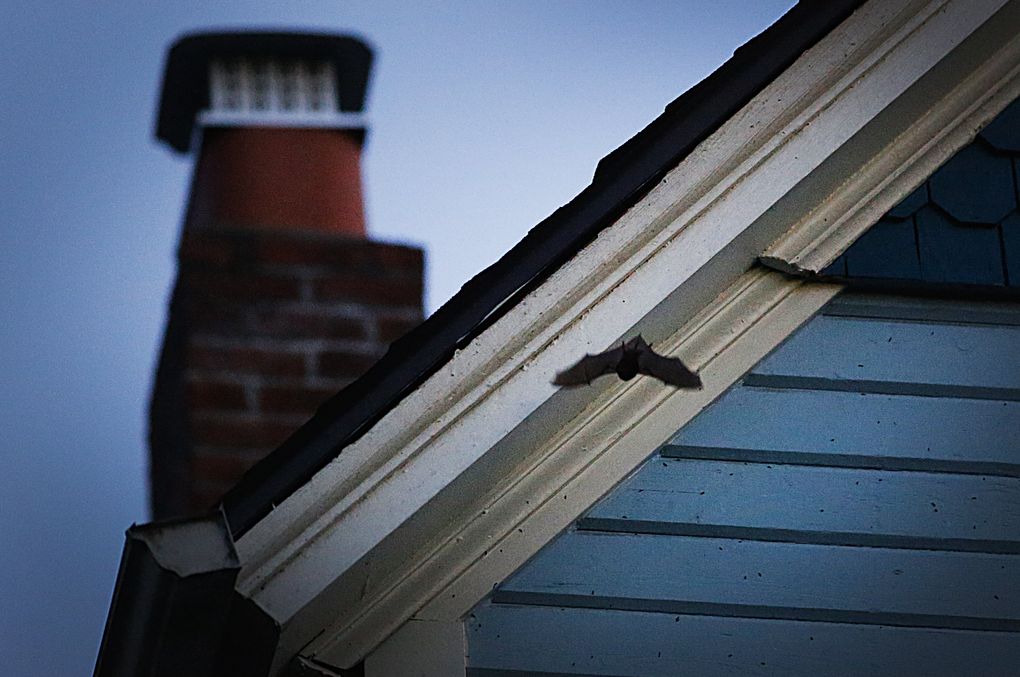 One of about 276 bats emerges from Brenda Matter’s and Bruce Crowley’s attic at dusk through a small crack between their roof and siding to feed in Columbia City in July 2014. (Lindsey Wasson / The Seattle Times)