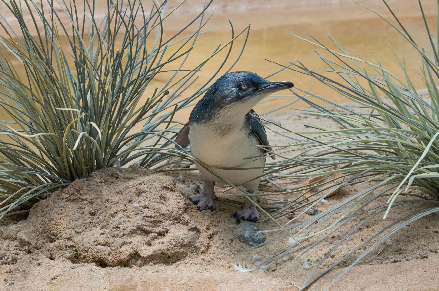 Bronx Zoo breeds 1st little penguin in its 120-year history | The