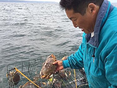 Puget Sound crabs are plentiful, delicious and easy to catch