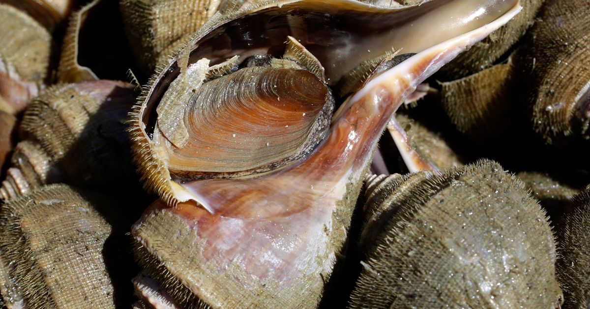 ‘Ugly’ snails, once ignored by fishermen, now a prized catch The