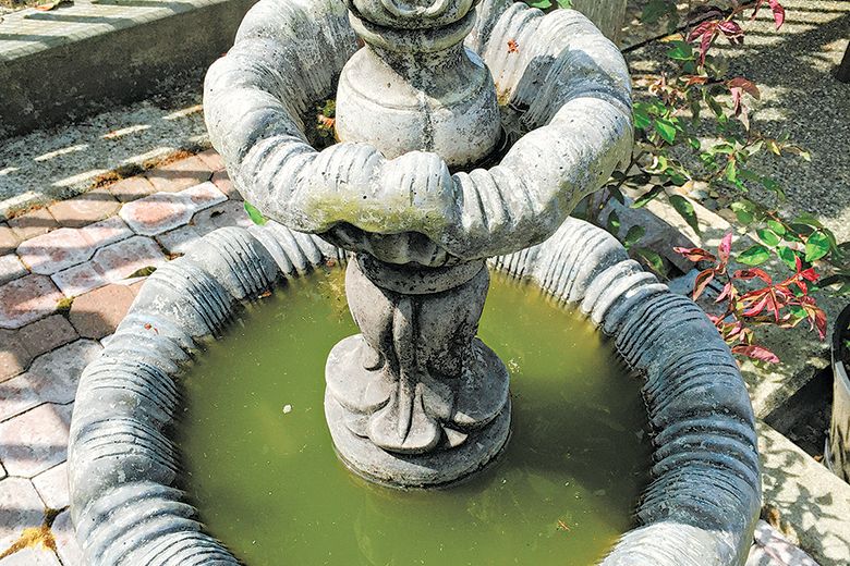 Cutting mosquito numbers in garden helps control disease The Seattle